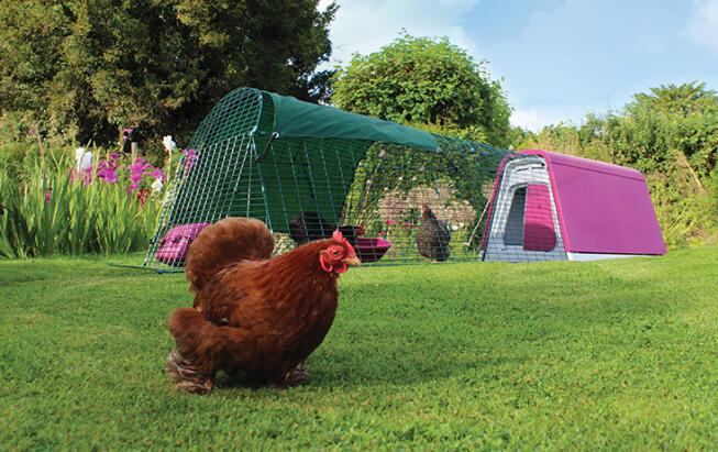 An Eglu Go with extension in a garden with three chickens