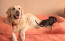 A large white dog and a small black dog on a large pink 42 bolster bed