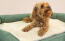 A small brown dog on a green memory foam bolster bed with a cream plush blanket on it