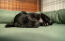 A small black dog sleeping on a green bolster bed