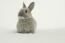 A lovely little netherland dwarf rabbit with soft grey fur