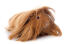 A peruvian guinea pig with incredible long brown fur