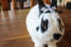 A netherland dwarf rabbit with beautiful white and black fur