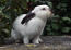 Californian rabbit outside near the bushes.