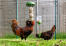 Caddi is the perfect compliment to the Poppy and Pendant peck toys for all your chicken treat feeding needs.