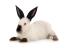 Californian rabbit against white background
