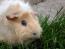 An abyssinian guinea pig's wonderful little ears