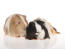 Two silky guinea pigs with beautiful long soft fur