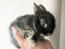 A wonderful little netherland dwarf rabbit with soft black fur