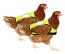 Yellow high-vis chicken jackets Yellow high-vis chicken jackets