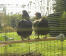 2 chickens perching and admiring the view