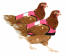 Twin pack of high-vis pink chicken jackets Twin pack of high-vis pink chicken jackets