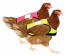 Receive one high-vis chicken jacket in each colour. Receive one high-vis chicken jacket in each colour.