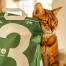 Tabby cat leaning against a green bag of cat litter