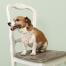 A dog with a cath kidston floral bandana on sat on a chair