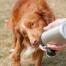 Dog licking water from long paws dog water bottle