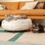 Cats resting in the luxurious soft donut cat bed in snowball white color with metal black hairpin designer feet