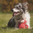 Dog with monkey teddy in field Dog with monkey teddy in field