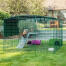 Omlet Zippi rabbit playpen with Zippi platforms, green Zippi shelter and two rabbits