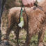 Beco dog poop bags dispenser attached to dog lead