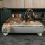 Dog sitting on Omlet Topology dog bed with quilted topper and white rail feet
