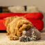 A dog playing with the richie the reindeer dog toy by rosewood