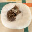 Georgie the kitten, weighing just over 1kg, loves the donut cushioning of the Maya cat bed. Georgie the kitten, weighing just over 1kg, loves the donut cushioning of the Maya cat bed.