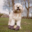 Dog with teddy in field Dog with teddy in field
