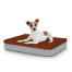 Dog sitting on small Topology dog bed with microfiber topper