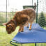 Close up of cat in Omlet outdoor catio standing on blue outdoor cat shelf Close up of cat in Omlet outdoor catio standing on blue outdoor cat shelf