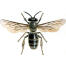 Honey bee male drone