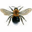 Bumblebee - tree - bombus hypnorum