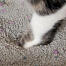Cats paw in clay cat litter