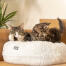 Two cats lying on luxurious soft snowball white donut cat bed on the sofa