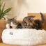 Two cats lying on luxurious soft snowball white donut cat bed on the sofa Two cats lying on luxurious soft snowball white donut cat bed on the sofa