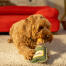 Dog playing with a dog toy Dog playing with a dog toy
