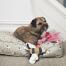 A wonderflul sophie allport dog toy A wonderflul sophie allport dog toy