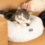 Cat lying on comfortable round snowball white donut cat bed Cat lying on comfortable round snowball white donut cat bed