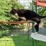 Cat climbing onto red outdoor cat shelf in Omlet catio
