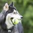 Dog playing with a kong tennis ball