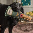 A labrador holding the bubbles & fizz dog toy by sophie allport