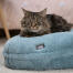 Cat test