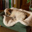 Scruffy terrier sleeping on a sheepskin blanket over a green bed