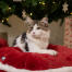 Kitten in the Omlet christmas cat bed