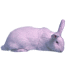 White nz rabbit