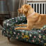 A retriever resting in the midnight meadow bolster dog bed