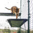 cat walking on blue outdoor cat shelf in catio outdoor run with drainage holes visible cat walking on blue outdoor cat shelf in catio outdoor run with drainage holes visible