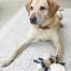 Dog with dog toy bee Dog with dog toy bee
