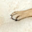 Close up of dog paw on Omlet Topology sheepskin topper