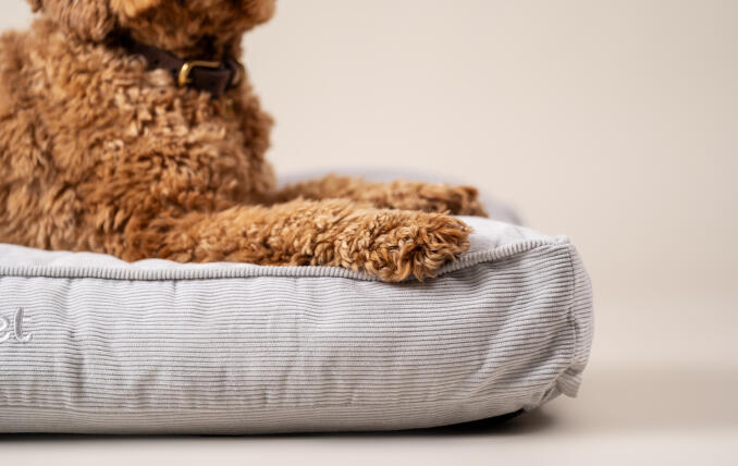 A dog resting on the Corduroy Moss cushion dog bed.